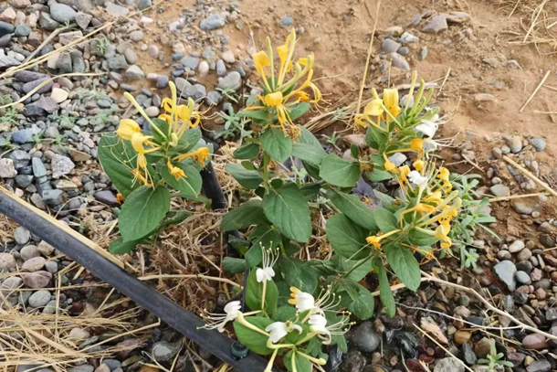 270548baa898a5f087a2ed8c29c65d66-sz_799207_副本