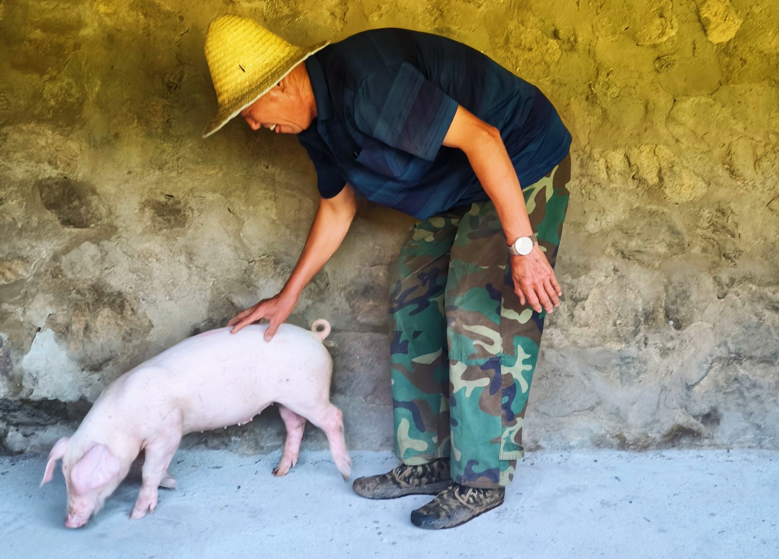 9圖為村民撫摸著安家落戶的豬寶寶笑開了花